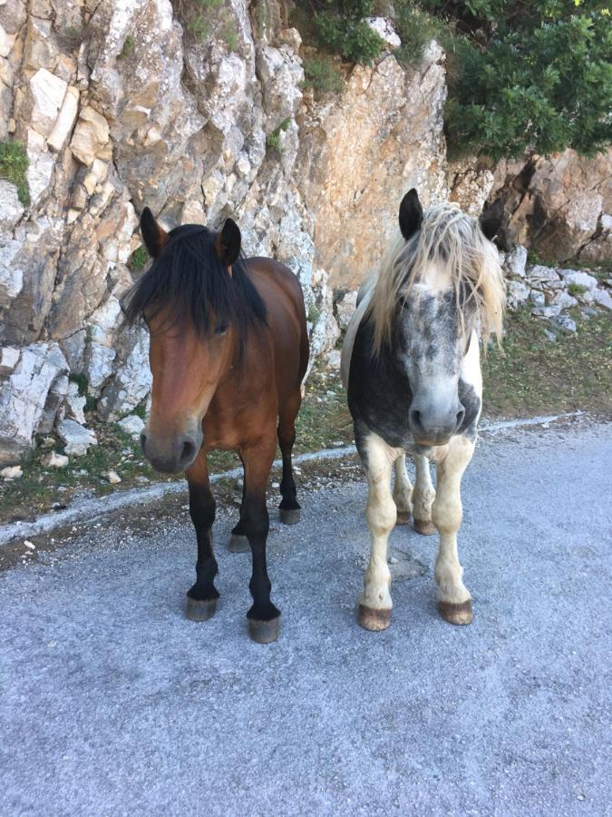 Apartments Casabrillantin Tučepi Eksteriør bilde